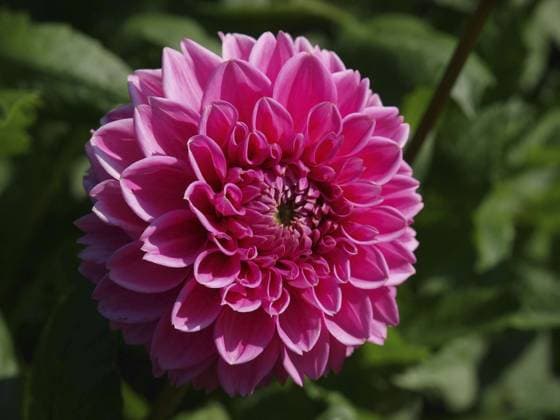 Pinke Dahlienblume in voller Blüte und Struktur im natürlichen Licht, Borken, westfalen, deutschland Pink dahlia flower in full bloom and structure in natural light, Borken, westphalia, germany Copyright: imageBROKER StephanxSuehling ibxssh14603546.jpg
