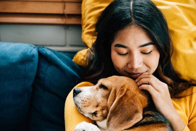A portrait of happiness, a woman and her Beagle dog sleep peacefully on the sofa in the living room, embodying the concept of best friends forever and the joy of togetherness. Pet love A portrait of happiness, a woman and her Beagle dog sleep peacefully on the sofa in the living room, embodying the concept of best friends forever and the joy of togetherness. Pet love, model released, , 95833778.jpg RECORD DATE NOT STATED