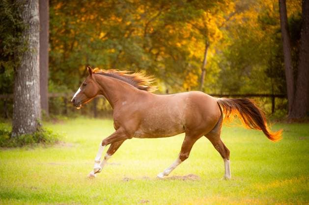 Chestnut quarter horse running in a field at a horse farm Aiken, South Carolina, United States CR_CZWB2508296B-1819524-01