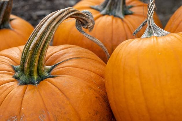 Pumpkins at the Farmstand in Peak Autumn Color Canada, British Columbia, Kelowna R_PESF250828-1811835-01