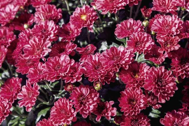 Background with beautiful autumn flowers asters Background with beautiful autumn flowers asters. High quality photo, 63623160.jpg RECORD DATE NOT STATED