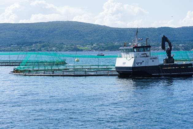 Fischzucht in Norwegen mit Netzgehege norwegische Fischzucht mit Netzgehege - Fischfarm Lachsproduktion, Nordmeer (License=RF) Copyright: xZoonar.com AlfredxHoferx 23917026
