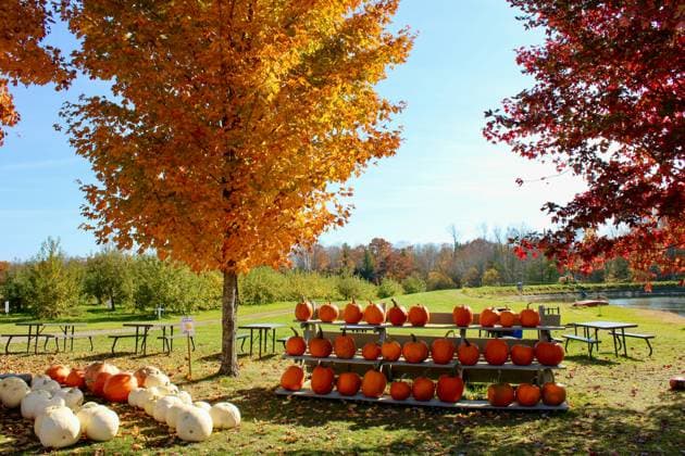 Display of pumpkins surrounded by colorful fall trees Bangor, Maine, United States R_PNXA250901B-1796563-01