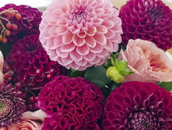 Blumenstrauß aus roten Blumen, Dahlien, Rosen, Celosia, Nahaufnahme Bouquet of red flowers, dahlias, roses, celosia, close-up Copyright: imageBROKER MarinaxKomrakova ibxtdz14907508.jpg