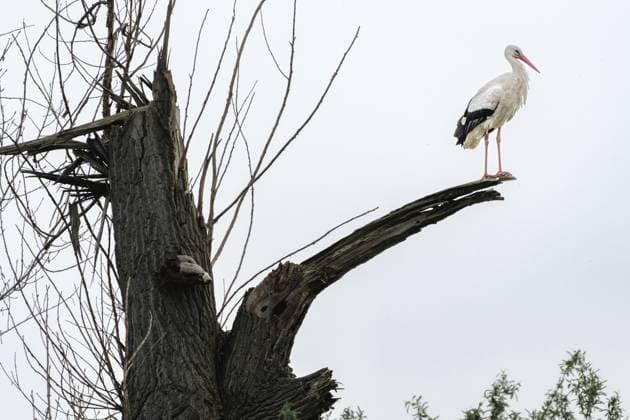 Storch (Ciconia ciconia) auf abgeworbenem Baumstamm. Trebur, Groß-Gerau, Hessen, Deutschland Stork (Ciconia ciconia) on a tree trunk. Trebur, Groß-Gerau, Hesse, Germany Copyright: imageBROKER TanerxAlixSen ibxtse14544285.jpg