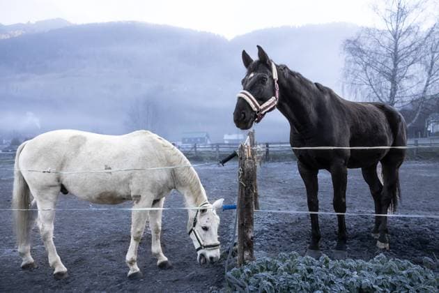 Horses in a misty European Alps autumn landscape Two horses, one black and one white, stand in a misty rural setting in the European Alps during autumn. The landscape is serene, with distant trees and mountains Model Released Gk-aut_ID30896_1047329_003 Copyright: xGkxAutx