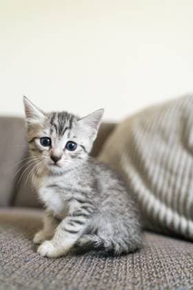 MR_ID30895_22289_KarolinaJaneckova.jpg, PR_ID30895_11620_CatAndKittens.jpg, MR_ID30895_22290_DanielJanecek.jpg A small gray tabby kitten sits on a comfortable sofa, looking curiously at the camera. Its bright eyes and delicate stripes highlight its playful and innocent demeanor, Property released Model Released NinaJaneckova_ID30895_1047298_012 Copyright: xNinaxJaneckovax