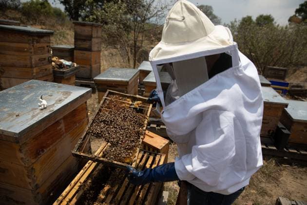 World Bee Day In Mexico MEXICO CITY, MEXICO - MAY 19: Adriana Veliz, member of Abeja Negra SOS (Black Bee SOS) holds a honeycomb frame before placing it in a hive, one day after a bee removal and rescue from the roof of a house, at an apiary in Mexico City, Mexico on May 19, 2023. Abeja Negra SOS (Black Bee SOS) is a group of bee rescuers, who move honeycombs to a safe point on the outskirts of Mexico City where they have several rescued hives, they also educate people about why bees are essential to people and planet. Mexico Mexico. Editorial use only. Please get in touch for any other usage.  Copyright: x2025xAnadoluxDanielxCardenasx
