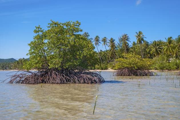 Mangrovenpflanzen an der Küste bei Ebbe, Koh Phangan, Thailand Mangrove plants growing at the coast in low tide, Koh Phangan, Thailand Copyright: imageBROKER Dr.xMartinxBaumgärtn ibxiqx14869444.jpg