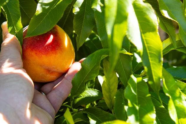 Hand reaching to pick a fresh, ripe peach from the tree Kelowna, British Columbia, Canada R_PESF2509050A-1816841-01