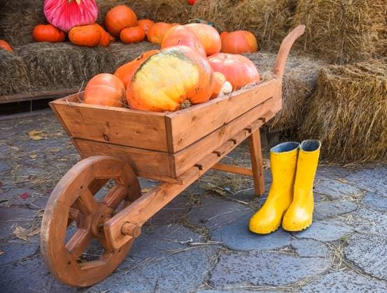 Wooden wheelbarrow with harvest of pumpkin on background of mown grass. yellow rubber boots are nearby. Decoration for a garden, backyard Wooden wheelbarrow with harvest of pumpkin on background of mown grass. yellow rubber boots are nearby. Decoration for a garden, backyard, 94423118.jpg RECORD DATE NOT STATED