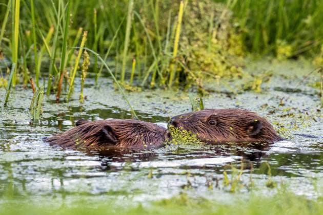 Biber Zwei Biber spielen zusammen im Bach Die streng geschütze Tierart, lebt im Oberallgäu an langsam fließenden und stehenden Gewässern mit Gehölzen nahe dem Ufer. Dadurch schafft er nicht nur sich, sondern auch vielen Pflanzen und Tieren einen geeigneten Lebensraum. Ofterschwang Bayern Germany Oberallgäu *** Beaver Two beavers play together in the stream The strictly protected animal species lives in the Oberallgäu on slow-flowing and stagnant waters with wooded areas close to the banks This creates a suitable habitat not only for itself, but also for many plants and animals Ofterschwang Bavaria Germany Oberallgäu