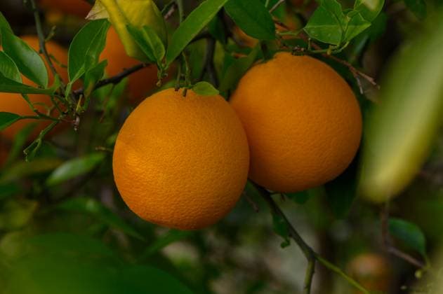 Bright, ripe oranges hang from verdant branches in a sunlit orchard during the peak of harvest season Lush green foliage surrounds vibrant oranges, perfectly ripened and ready for harvest. Sunlight filters through the leaves, illuminating this bountiful display in a serene orchard., 96257770.jpg RECORD DATE NOT STATED