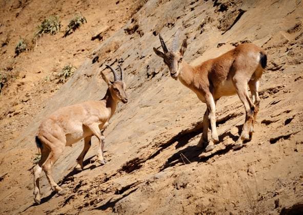 Protected wild goats graze in rocky and forested areas of Turkiye s Tunceli TUNCELI, TURKIYE - AUGUST 23: A view of wild goats, which are at risk of extinction, as they continue to live under protection in Tunceli, Turkiye on August 23, 2025. Wild goats inhabiting Munzur Valley National Park sometimes graze in rocky and forested areas. Descending to the valley to mate and forage, the goats attract the interest of nature enthusiasts. Ahmet Aslan Anadolu Tunceli Turkey. Editorial use only. Please get in touch for any other usage.  Copyright: x2025xAnadoluxAhmetxAslanx