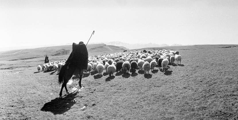 SHEPHERD HORSE HERD PASTURE 12638 11.05.1978 A shepherd driving the sheep to the pasture. Alexandr Graschenkov Sputnik Republic of Kabardino-Balkarya Russia  Copyright: xAlexandrxGraschenkovx