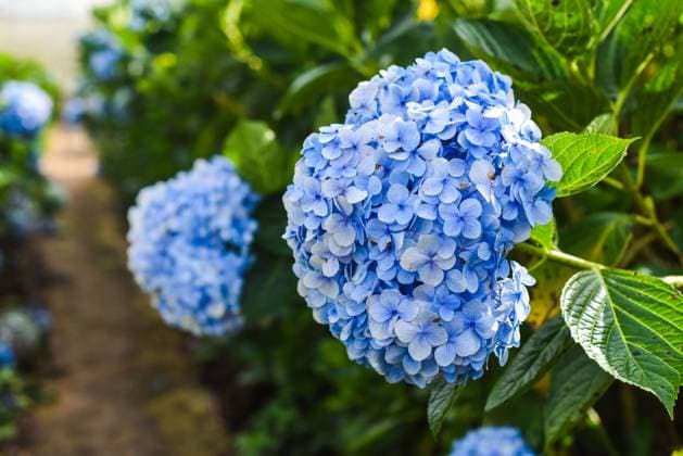 Hydrangea field against the greenhouses and plantations in the city of Da Lat in Vietnam Hydrangea field against the greenhouses and plantations in the city of Da Lat in Vietnam, 64713648.jpg RECORD DATE NOT STATED