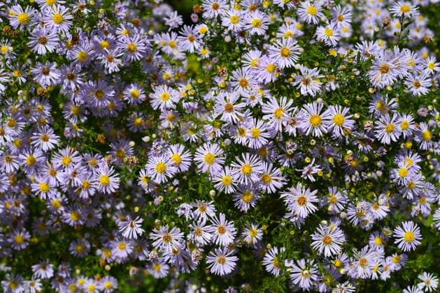 Kalimeris incisa, common name Kalimeris or Japanese aster Kalimeris incisa, common name Kalimeris or Japanese aster, 64713796.jpg RECORD DATE NOT STATED