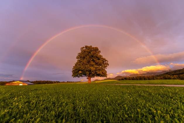 Bilder des Jahres 2025, News September 09 Regenbogen in Bayern Ein Regenbogen ist am Abend am Himmel über einem Baum zu sehen., Frasdorf Bayern Deutschland *** Rainbow in Bavaria A rainbow can be seen in the sky above a tree in the evening, Frasdorf Bavaria Germany