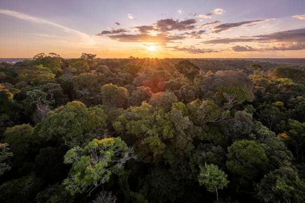 Beautiful view to green Amazon Rainforest trees at sunset in MUSA Manaus, State of Amazonas, Brazil CR_GNUJ2509084A-1828565-01