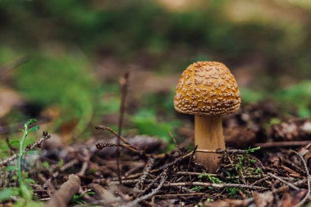 small, brown toadstool mushroom grows on forest floor Karpaty, Zakarpattia Oblast, Ukraine R_BMEE250908-1826062-01