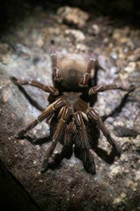 Goliath spider in MUSA, Manaus, Amazonas, Brazil Manaus, State of Amazonas, Brazil R_GNUJ2509084A-1828554-01