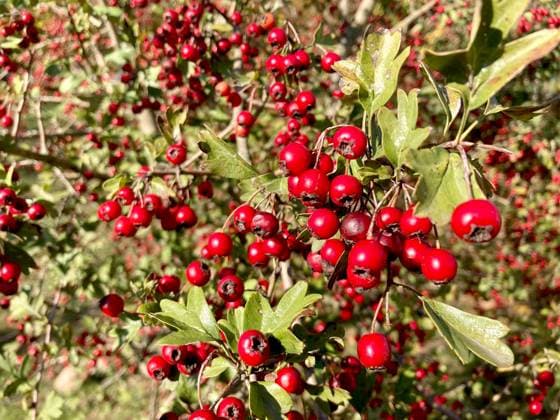Hawthorn or Crataegus berries. Red hawthorn fruits close-up, in their natural growing environment outdoors. Hawthorn or Crataegus berries. Red hawthorn fruits close-up, in their natural growing environment outdoors. High quality photo, 64267936.jpg RECORD DATE NOT STATED