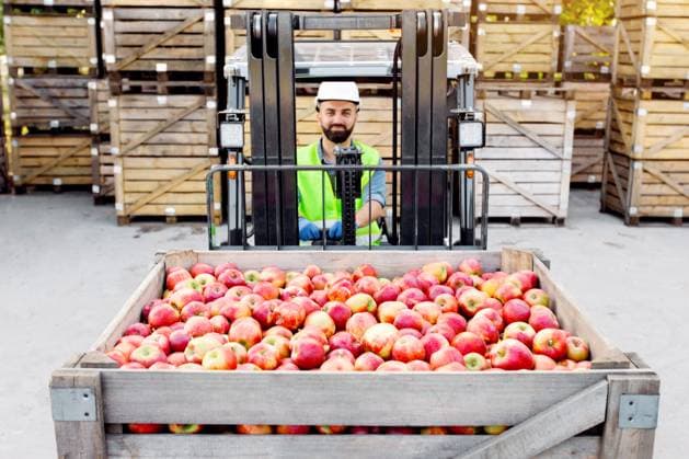 Fruit business, organic juice production and work at warehouse. Great harvest of ripe apples Fruit business, organic juice production and work at warehouse. Great harvest of ripe apples. Millennial bearded man in hard hat drives forklift truck, lifts up fruit, on many wooden crates background, model released, , 97224570.jpg RECORD DATE NOT STATED