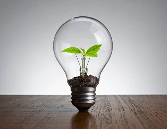 Small green plant in a light bulb. Concept for environment, energy in industry and nature. Small green plant in a light bulb. Concept for environment, energy in industry and nature, 97469848.jpg RECORD DATE NOT STATED