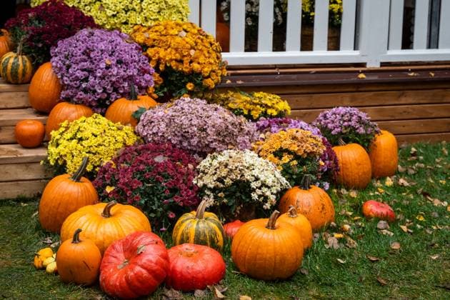 Vibrant Autumn Display of Pumpkins and Chrysanthemums Colorful arrangement of pumpkins and chrysanthemums on wooden steps highlights autumn s beauty. Bright orange pumpkins and multicolored flowers create a festive fall atmosphere, 97595736.jpg RECORD DATE NOT STATED