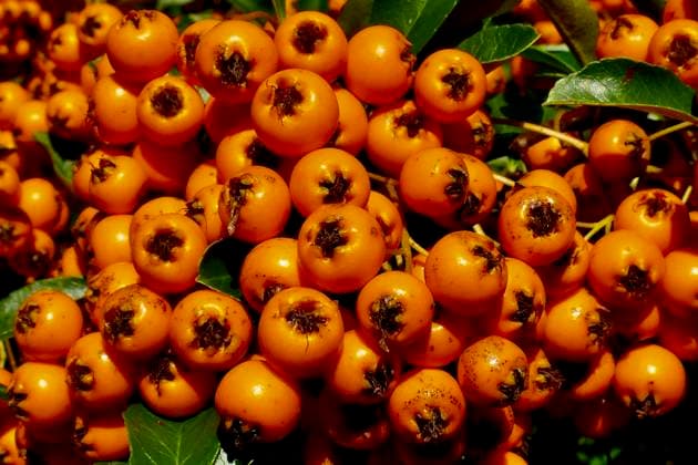 Seasonal weather, autumnal scenes Firethorn, or Pyracantha, is an evergreen shrub known for its clusters of bright red, orange, or yellow berries that provide food for birds in autumn and winter. These berries, along with the plant s glossy green leaves and white flowers, offer year-round interest to gardens. While commonly used for security hedges, espaliers, or as a specimen plant, the berries are inedible for humans due to a bitter taste caused by hydrogen cyanide in the seeds, Credit:Geoffrey Swaine Avalon UK, Oxfordshire, Dunsden  Copyright: xGeoffreyxSwainex xAvalonx 1036527752