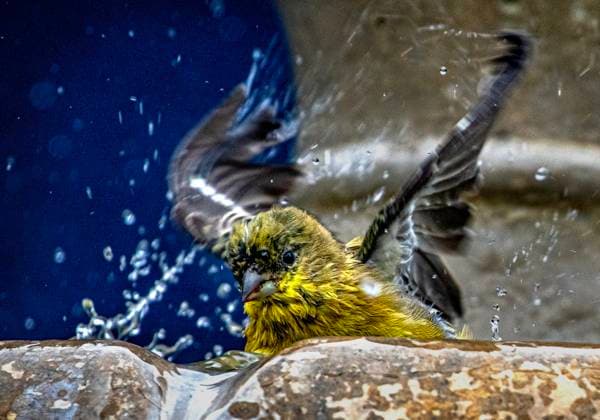 September 12, 2025, Placentia, California, United States: Friday morning, in Placentia, California, a Lesser goldfinch bathes in a garden fountain. Placentia United States - ZUMAc900 20250912_zap_c900_021 Copyright: xBrucexChambersx