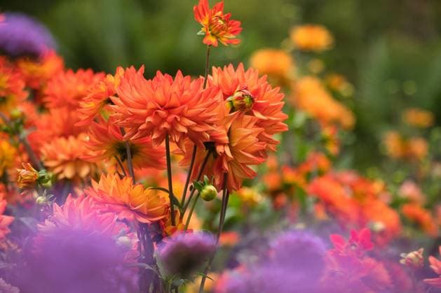 Dekorative Dahlie Karma Fiesta *** Decorative dahlia Karma Fiesta