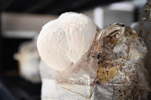 A mature lion?s mane mushroom growing from a cultivation bag United States, Florida, Crystal River CR_YWQX250910-1826533-01
