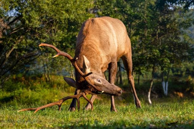 RUSSIA, PRIMORYE REGION - SEPTEMBER 14, 2025: A Manchurian wapiti is seen in a wild animal park in Gamov Leopards, a tourism cluster in the Land of the Leopard National Park in the village of Andreyevka. Yuri Smityuk TASS  84014737