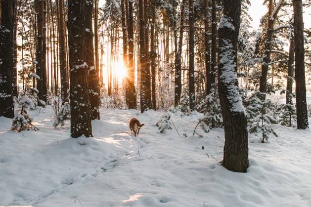 A winter forest at sunset with a dog heading through snowdrifts Zhytomyr, Zhytomyr Oblast, Ukraine R_MKGD250912-1828980-01