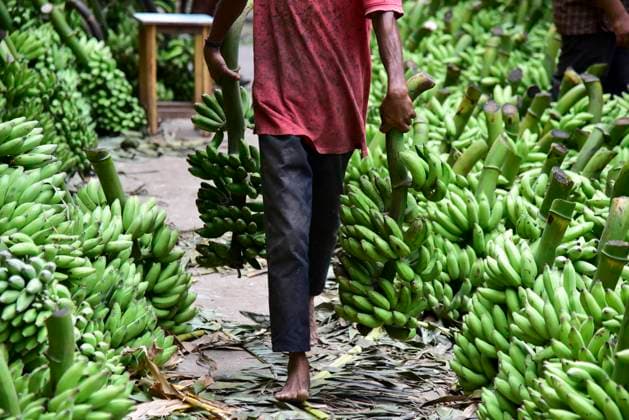 September 15, 2025, Mysore, Karnataka, India: Stacks of bananas are displayed at a wholesale market in Mysuru, India, on Monday, Sept. 15, 2025. The city is a major hub for banana trade, supplying fruit to retail shops and festivals across Karnataka. Mysore India - ZUMAs366 20250915_zip_s366_001 Copyright: xShriramxBNx