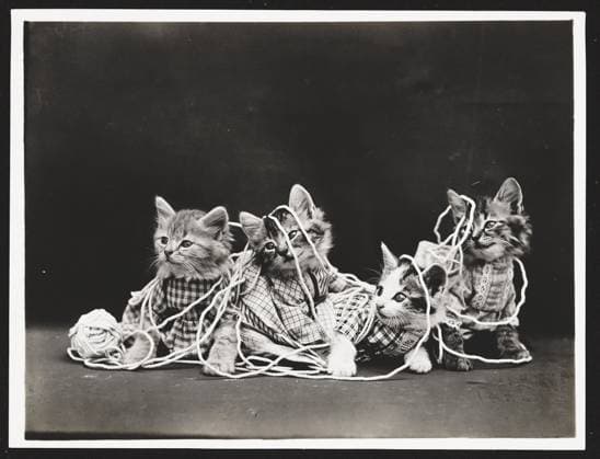 The entanglement - digital file from original Library of Congress  Copyright: xx 6239-70846023 RECORD DATE NOT STATED