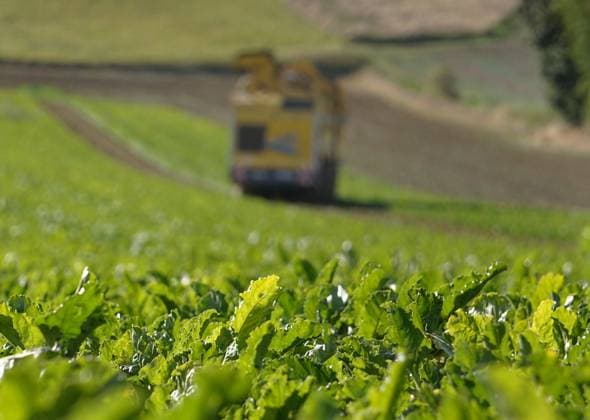 Ruebenroder bei der Arbeit auf einem Feld in Hohnstedt nahe Northeim in Niedersachsen am Solling. Zuckerruebenernte 2025 im Raum Northeim Einbeck in Niedersachsen am Solling im vollen Gange. *** Sugar beet harvesters at work in a field in Hohnstedt near Northeim in Lower Saxony on the Solling Sugar beet harvest 2025 in the Northeim Einbeck area in Lower Saxony on the Solling in full swing