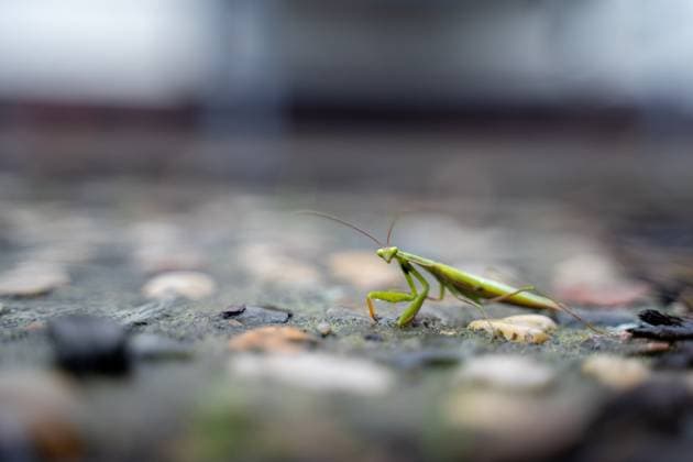 Themenbild - Eine Gottesanbeterin (Mantis religiosa) sitzt gut getarnt im Garten., 16.09.2025 Themenbild - Eine Gottesanbeterin (Mantis religiosa) sitzt gut getarnt im Garten., 16.09.2025 Gut getarnt lauert eine Gottesanbeterin (Mantis religiosa) im Garten in Deutschland. Um die Ausbreitung dieser unter Naturschutz stehenden Art zu verfolgen, bittet das Landesamt fuer Umweltschutz um Meldungen von Beobachtungen. *** Featured Image A praying mantis Mantis religiosa sits well camouflaged in the garden , 16 09 2025 Featured Image A praying mantis Mantis religiosa sits well camouflaged in the garden , 16 09 2025 A praying mantis Mantis religiosa lurks well camouflaged in the garden in Germany In order to track the spread of this protected s Copyright: xEibner-Pressefoto JonasxLohrmannx EP_JLN