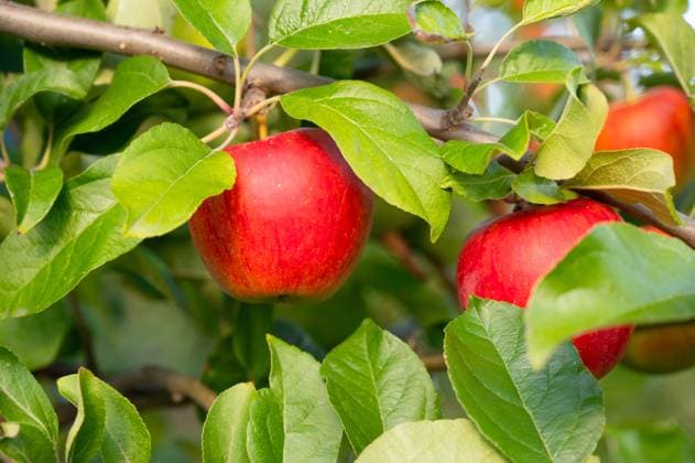 Reife rote Äpfel am Baum, gesunde Früchte auf Plantage, Ernte im Sommer oder Herbst, Landwirtschaftlicher Hof, Garten *** mature red Apples on Tree, Healthy Fruits at Plantation, Harvest at Summer Or Fall, agricultural Court, Garden 1133603290