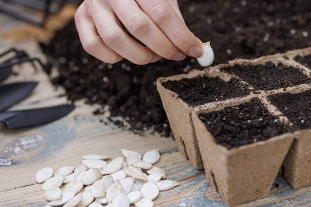 Hand planting pumpkin seeds in soil-filled biodegradable pots for home gardening and spring seeding. Close-up of a hand planting white pumpkin seeds into biodegradable seedling pots filled with soil on wooden table., 96577976.jpg RECORD DATE NOT STATED