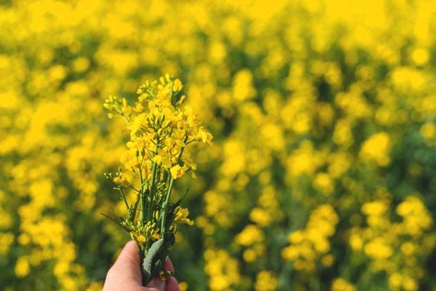 Mustard field blooming yellow. Selective focus. Mustard field blooming yellow. Selective focus. nature., model released, , 96979222.jpg RECORD DATE NOT STATED