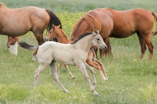 Cute white pony at play. A cute white pony runs around the pasture near Polson, Montana., 61196270.jpg RECORD DATE NOT STATED