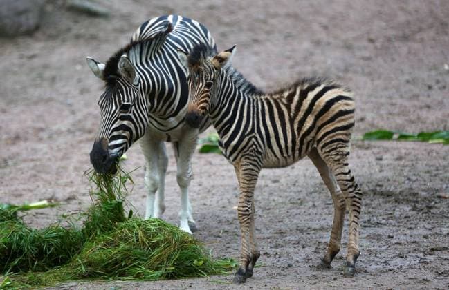 18.09.2025, xcex, GER, Hamburg, Tierpark Hagenbeck, Zoo, Tiere, Fauna, Jungtiere im Tierpark Hagenbeck, Chapman-Zebra Hengst Nachwuchs Taio zwei Wochen altes Jungtier auf der Aussananlage mit dem Muttertier *** 18 09 2025, xcex, GER, Hamburg, Tierpark Hagenbeck, zoo, animals, fauna, young animals at Tierpark Hagenbeck, Chapman zebra stallion offspring Taio two-week-old young animal on the outdoor enclosure with the mother animal CE