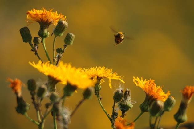 World News - Aug. 12, 2014 Aug. 12, 2014 - Calgary, AB, Canada - A bumblebee takes off from a stand of hawksbeard east of Vulcan, Alta., on Tuesday August 12, 2014. Mike Drew Calgary Sun QMI Agency Copyright: xMikexDrewx
