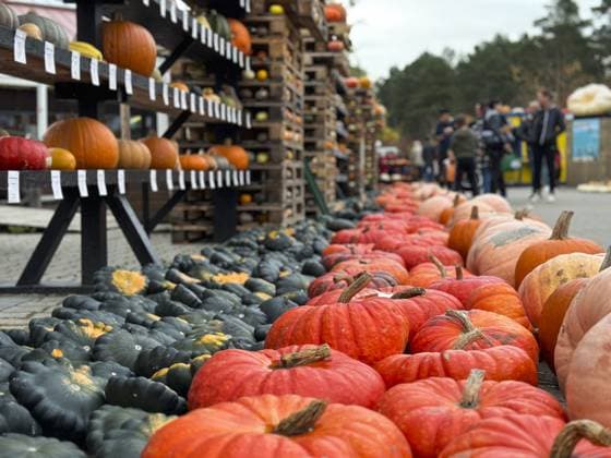 Pumpkin Festival with the theme Pumpkin, Beach, Cod in Germany BEELITZ, GERMANY - OCTOBER 23: Variety of pumpkins are seen during the Pumpkin Festival at a farm in Klaistow district of Beelitz, Brandenburg, Germany on October 23, 2022. The biggest pumpkin festival of the states of Berlin and Brandenburg, 500 varieties and more than 100 thousand pumpkins brought from all over the world exhibited. In the festival, besides various shapes made with pumpkins, artifacts from ocean creatures such as sea horse, cod, shark and octopus are also featured in large sizes. Berlin Germany. Editorial use only. Please get in touch for any other usage.  Copyright: x2025xAnadoluxAbdulhamidxHoÅübaÅüx