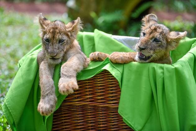 HAIKOU, CHINA - SEPTEMBER 21: Two-month-old African lion cub siblings make their first public appearance at the Hainan Tropical Wildlife Park and Botanical Garden on September 21, 2025 in Haikou, Hainan Province of China.  Copyright: xChinaxNewsxServicex 111592309465