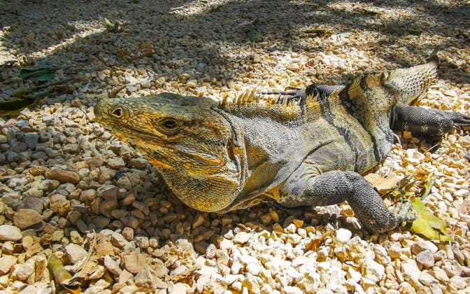 Creative Highlights World Iguana crawling on ground Tulum ruins Mayan site in Mexico. Huge Iguana gecko animal crawling crawls on the ground at the ancient Tulum ruins Mayan site with temple ruins pyramids in the tropical natural jungle forest palm in Tulum Mexico., 65019886.jpg RECORD DATE NOT STATED