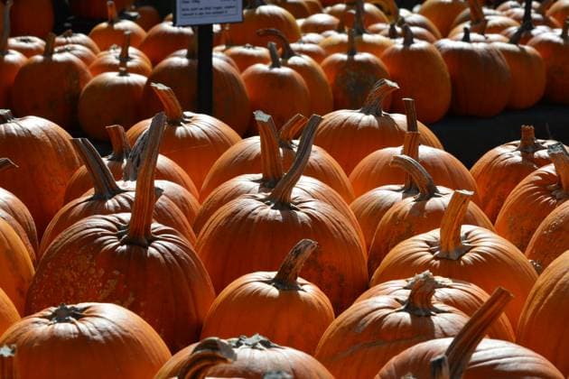 RECORD DATE NOT STATED Kürbis; Kürbisse; Variationen; Menge; Sorten; Hokaido; Flaschenkürbis; Kürbispyramide *** Pumpkin Pumpkins Variations Quantity Varieties Hokaido Bottle gourd Pumpkin pyramid Copyright: xHWxRIECKx
