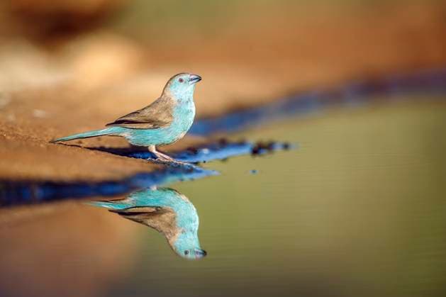 Creative Highlights World Blue-breasted Cordonbleu in Greater Kruger National park, South Africa Blue-breasted Cordonbleu standing along waterhole with reflection in Greater Kruger National park, South Africa ; Specie Uraeginthus angolensis family of Estrildidae, 76051518.jpg RECORD DATE NOT STATED